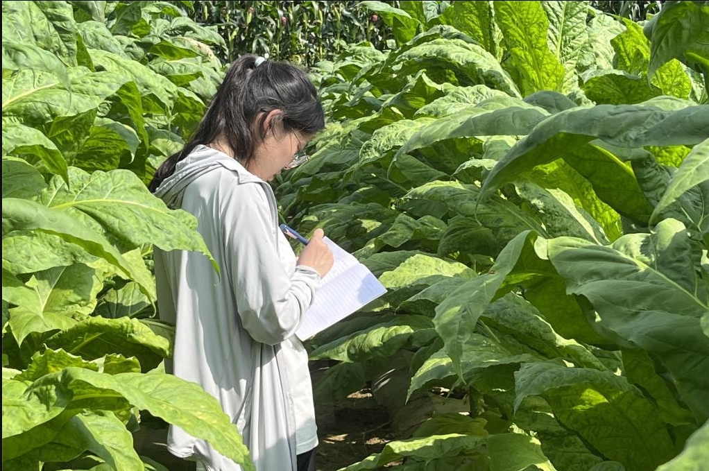 煙草栽培與加工技術(shù)